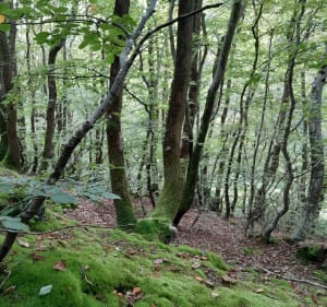 Balade en forêt dans la vallée des moulins - Fermanville - 3