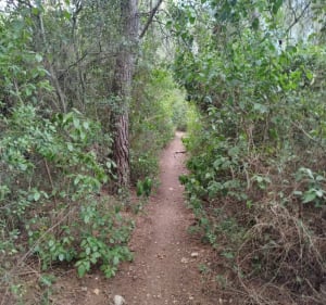 Bois de Clapiers - Assas - 3