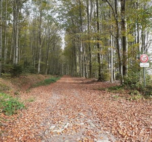 Bellefontaine par La forêt domaniale de Thibemont - Bellefontaine - 3