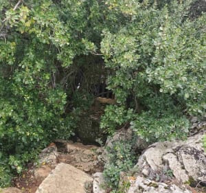 La couronne Charlemagne - Cassis - 3