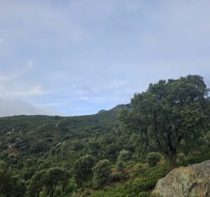 Hauteurs de Biguglia, à Sambucu - Biguglia - 3