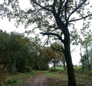 Au coeur de la campagne - Oisemont - 3