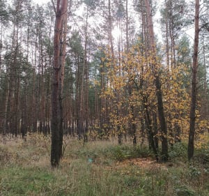 Jankowo i Wierzbiczany - Gniezno - 3