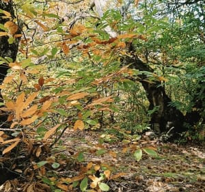 Randonnée à Saint-Julien-les-Rosiers, par Arbousse - Saint-Julien-les-Rosiers - 3
