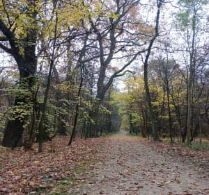 Lasek Łęgowski - Kraków - 3