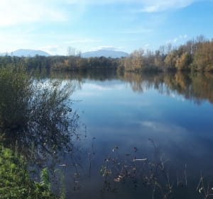 Le tour du lac d'Ensisheim, longeant la Thur depuis Cernay - Cernay - 4