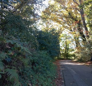 Rando de Beuzeville-la-Grenier - Beuzeville-la-Grenier - 4