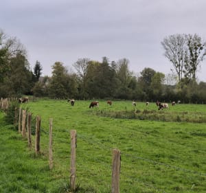 Circuit des ragondins à Bernay-Neuvy-en-Champagne - Bernay-Neuvy-en-Champagne - 3