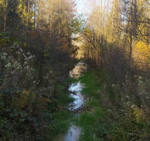 Park Historyczny Blizna i Koniki Polskie - Blizna - 4