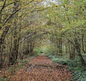Circuit des poteries - Flines-lès-Mortagne - 4