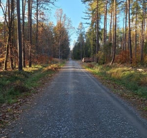 Lasy Prószkowskie - Krapkowice - 3