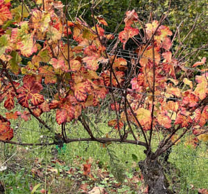Randonnée au milieu des vignes bourguignonnes - Santenay - 3