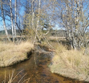 Sentier emblématique du Plateau des Millevaches - Saint-Merd-les-Oussines - 4