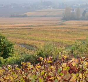 Balade autour de Chamery - Chamery - 3