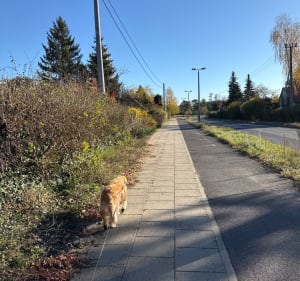 Krótki spacer na dachu Kaszczorka - Toruń - 3