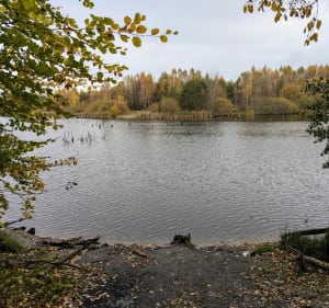 Las w Kokoszkach że Stawem Martynka - Gdańsk - 4