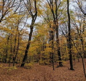 Las w Kokoszkach że Stawem Martynka - Gdańsk - 5