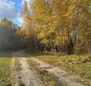 Las Dąbrowa - Lublin - 4
