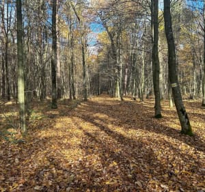 Las Dąbrowa - Lublin - 5
