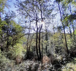 Petite boucle du bois de Bonnac - Bonnac - 4