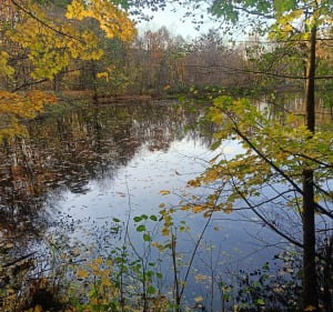 Leśna ścieżka nr.1 na Barbarce - Toruń - 3