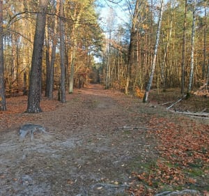 Leśna ścieżka nr.1 na Barbarce - Toruń - 4