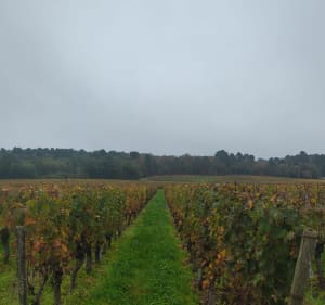 Itinéraire entre vignes et forêt depuis Saint-Nicolas-de-Bourgueil - Saint-Nicolas-de-Bourgueil - 5