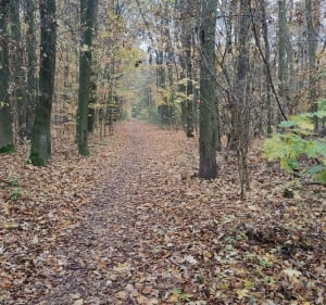 Rekreacyjna trasa miejsko - leśna - Poznań - 4