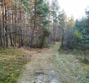 Lasy koło Olkusza - Zimnodół - 3