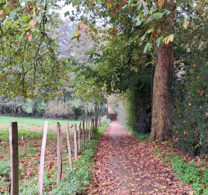 Les Herbiers , Bois Vert /,Mesnard , La Tricherie etc.. - Les Herbiers - 4