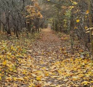 Wyczerpy lasek - Częstochowa - 3