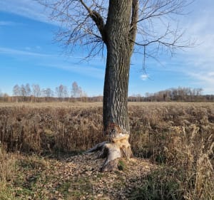 Puszcza Niepołomicka - czarny szlak z widokiem na krówki - Patryk - 4