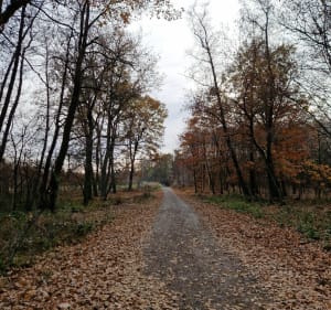 Puszcza Niepołomicka - czarny szlak z widokiem na krówki - Patryk - 5