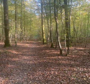 Balade en forêt de Montargis - Amilly - 3