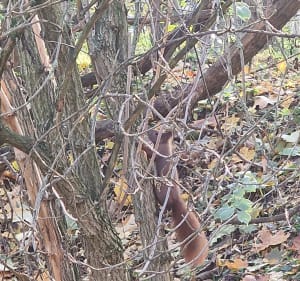 Klecińskie ósemki, 3,5km pieszo/biegiem. - Wrocław - 5