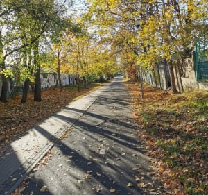 Czarkowo - Zielona Strzała - Palmiarnia - Czarkowo - Zielona Góra - 5