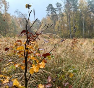 Las Rejkowizna, niedaleko Świdnika - Krzesimir - 3