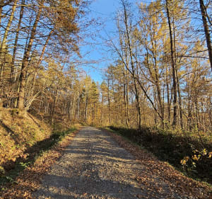Przemyski Niedźwiadek - Przemyśl - 5