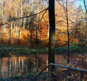 Trasa spacerowa na Wolę Zręczycką i do Dworu Feillów - Podolany - 3