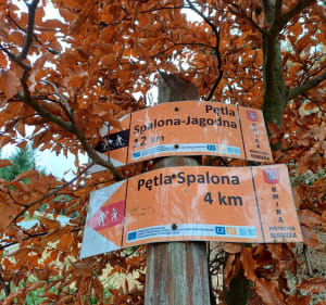 Spalona-Jagodna 977m.n.p.m. trasa głęboko w przyrodzie - Michał - 5