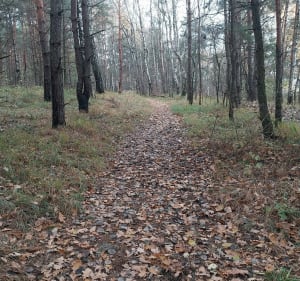 Pętla z Jelenia na Glinną Górę - Jaworzno - 3