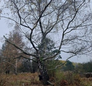 Pętla z Jelenia na Glinną Górę - Jaworzno - 5