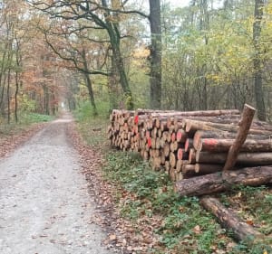 5km po lesie miejskim w Gnieźnie - Gniezno - 3