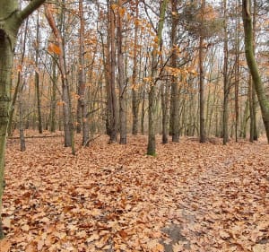 Las lisciasty, rzeka, pola - Marcin - 2