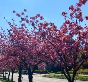 Warszawska mała Japonia kwitnąca na różowo - Leszek - 2
