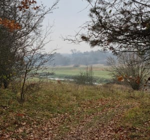 Las lisciasty, rzeka, pola - Marcin - 5