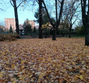 Między placami zabaw i parkami - Kraków - 5