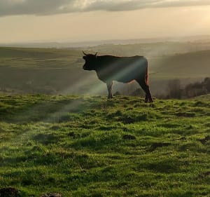 Balade des estives - Anglards-de-Salers - 5