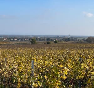 Autour du vignoble d’Heiligenstein - Heiligenstein - 3