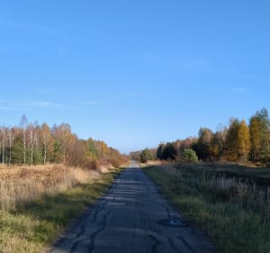Lasy Rudzkie - Kuźnia Raciborska - 3